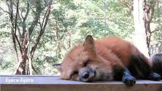 キツネたちの可愛い寝顔