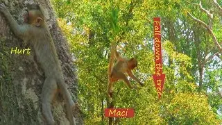 Unbelievable !!! Princess Maci fall down from the high tree, she is no problem,