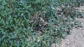 Harvesting Jimsonweed, poke weed, and ragweed