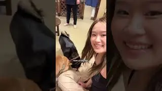 Coffee breaks are cuter at Tokyo&rsquo;s Mameshiba Cafe🐕☕#doglover #ytshorts