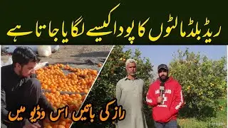 red blood orange khanpur | poda kb lagta hy or kb phall data hy | raaz ke batyn | T4 Tamasha
