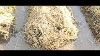 organic mulching for chilli crop. اورگینک ملچنگ مرچ کی فصل کے لیے۔
