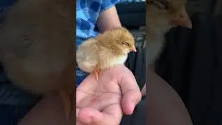 Do Chickens Dream?🐓 Chickens for kids🐥 Baby chicks video for kindergarten #kidsshorts #kidslearning
