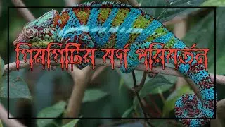 Chameleon I Colouration I Bengali Video I Bangla Video