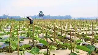 কত বড় হলো সিদ্দিক কাকার মালচিং পদ্ধতির জমির বেগুন এবং মরিচের গাছ | পর্ব দ্বিতীয়