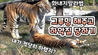 (4K) 오빠가 정성스럽게 그루밍해주는거 참고 받다가 결국 버럭 폭발하는 무궁이 - 백두대간수목원 / 한국호랑이 / 호랑이숲