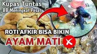 🔴 BERAT AYAM MENINGKAT PESAT.‼️Cara Membuat Pakan Dari Roti Afkir Aman Dan Murah