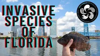 Invasive species in Florida and Gulf Stream Brewing
