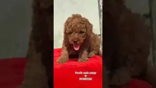 poodle male puppy available 🐶#trending #poodle #puppy