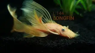L 144 MAVİGÖZ LONGFİNG