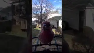 Happy House Finch ❤️ #birds #winterbirds