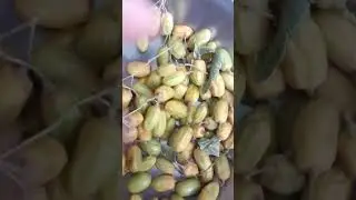 Neem Seeds.#trending #satisfying #shorts