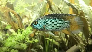 NOURRITURE pour poissons d'eau douce : les tablettes