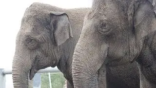 Audubon Zoo in New Orleans Welcomes Buffalo Zoo Elephants 🐘