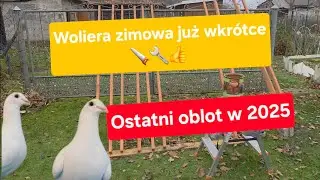 Ostatni oblot białych pocztowych + przygotowania do zimy 8.11.2025🕊🔧🪚