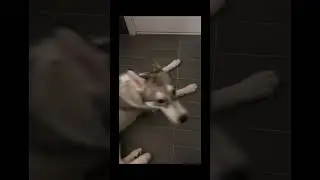 Mu husky is so protective 😄 #neveralone #husky #huskyfacts