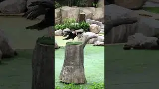 Vulture At The Predators On Wings Show At Bird Paradise, Mandai Wildlife Reserve Park In Singapore