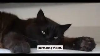 How Much Does a Bombay Cat Cost? A Complete Price Guide (2025)