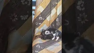 subscribe for more kitty content