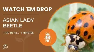 Asian Lady Beetle Killed in 7 Minutes with Protection Plus