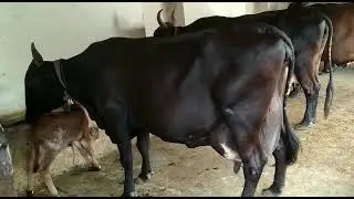 Original gir cross cow ...shree Aashupura dairy.