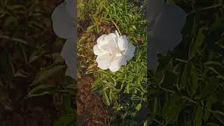 #goodmorning #narayanapet #trending #viral #youtubeshorts