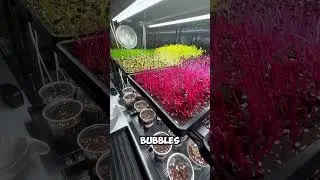 Colorful Microgreens 🌈 #microgreens #plants #agriculture #plantlover #indoorgarden