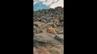 American pikas know a thing or two about getting ready for winter 💪❄️ #AmericasNationalParks