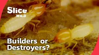 Termites Attack &ndash; Nature&rsquo;s Silent Engineers I FULL DOC | SLICE WILD