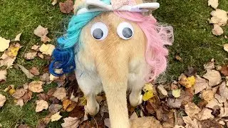The Labulous Stellaphant