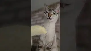 She Hates The Banana 😹