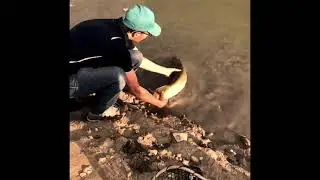 First Ever Tiger Muskie Catch &ndash; Labor Day at Newton Dam