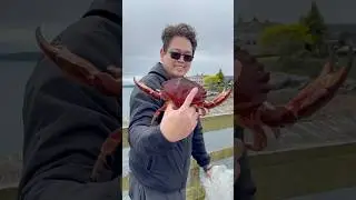 Crabbing Experience in Victoria British Columbia 🦀 #CrabbingAdventures #SeafoodLovers #NatureEscape