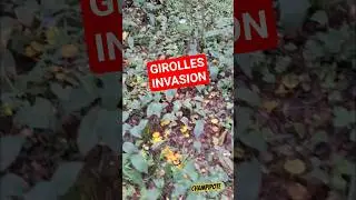 Vid&eacute;o Champipote Girolles invasions ! 2025 #champignons #mushroom #shorts