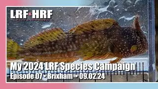Episode 07: My 2024 LRF Species Hunt - Brixham