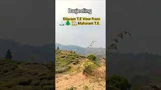 Dilaram Tea Garden View From Maharani Tea Garden