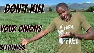 Onions farming: Don&rsquo;t use Herbicide in your onions Nursery it will kill all your seedlings (Epd 16)