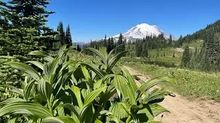 Hiking the Naches Peak Loop trail #mtrainier #hiking