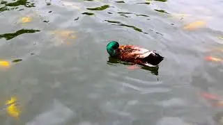 Video Background Stock Footage Free ( leisure duck hd shooting )