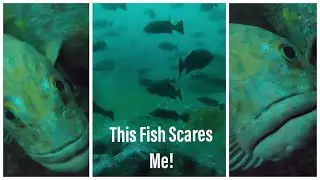 Yelloweye Rockfish Hunts my Swimbait! 😱 Amazing Underwater Footage!