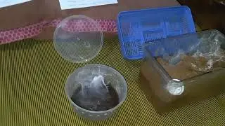 Mengenal & Review Tarantula Pterinochilus Murinus / Orange Baboon Tarantula / OBT