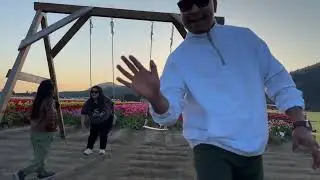 Tulip festival Farm in Abbotsford #youtubeshorts #dailyvideo
