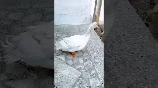 💢💥😇Unga attathuku Na oorugai illa ala vidunga da 😇💥💢#ducklover #cute #dadson#trending #shortsvideo