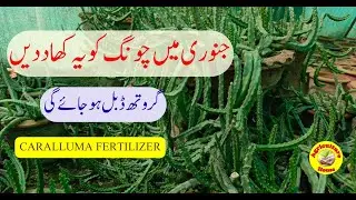 جنوری میں چونگ کو یہ کھاد دیں، گروتھ ڈبل ہو جائے گی ||  Best Fertilizer for Caralluma