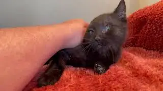 Video of adoptable pet named Cleveland