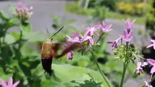 Flight of the Bumblebee Mimic
