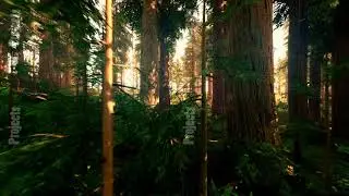 Flying through the beautiful sunny forest trees