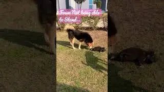 Disabled Dog&rsquo;s Inspiring Journey 🥹 #inspiration #dog #emotional