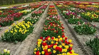 Compilation of Tulips,  and more tulips and windmills in Noord en Zuid Holland and Noordoost polder