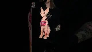 @katenski.ink created a masterpiece with the new A Pound of Flesh Naked Cat #sphinxcat #cattattoo